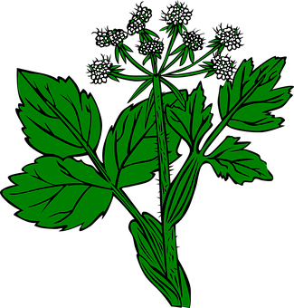 Green Leaf Plant Illustration PNG image