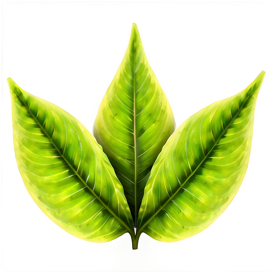 Green Leaf Texture Png 50 PNG image