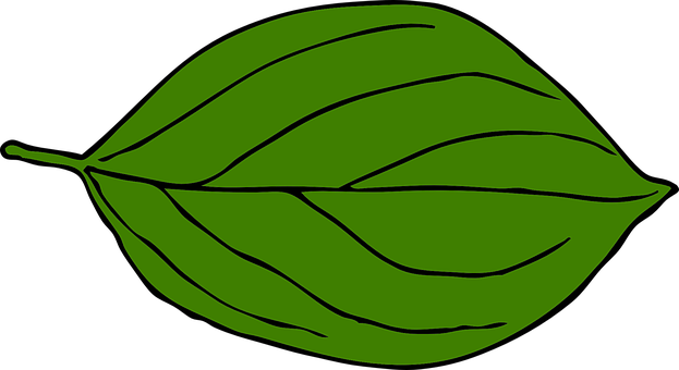 Green Leaf Vector Art PNG image