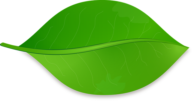 Green Leaf Vector Illustration PNG image