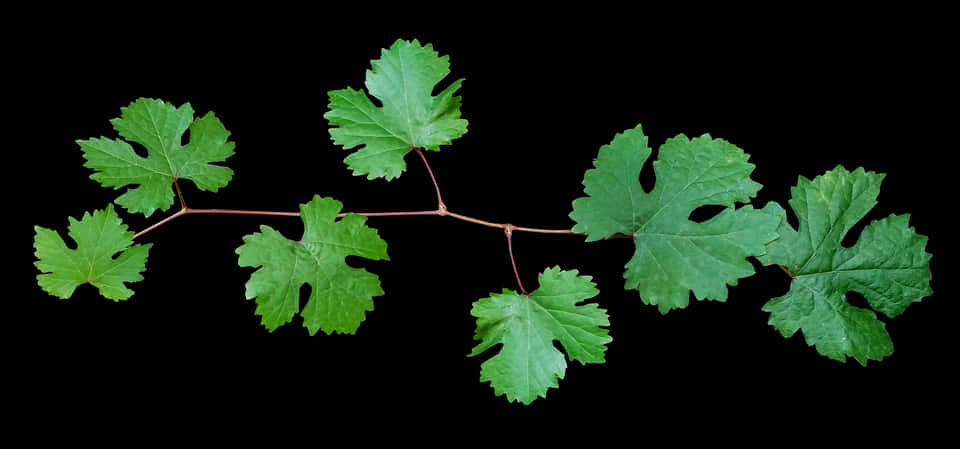 Green Leafy Branch Against Black Background PNG image