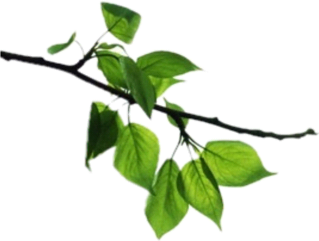 Green Leafy Tree Branch.png PNG image