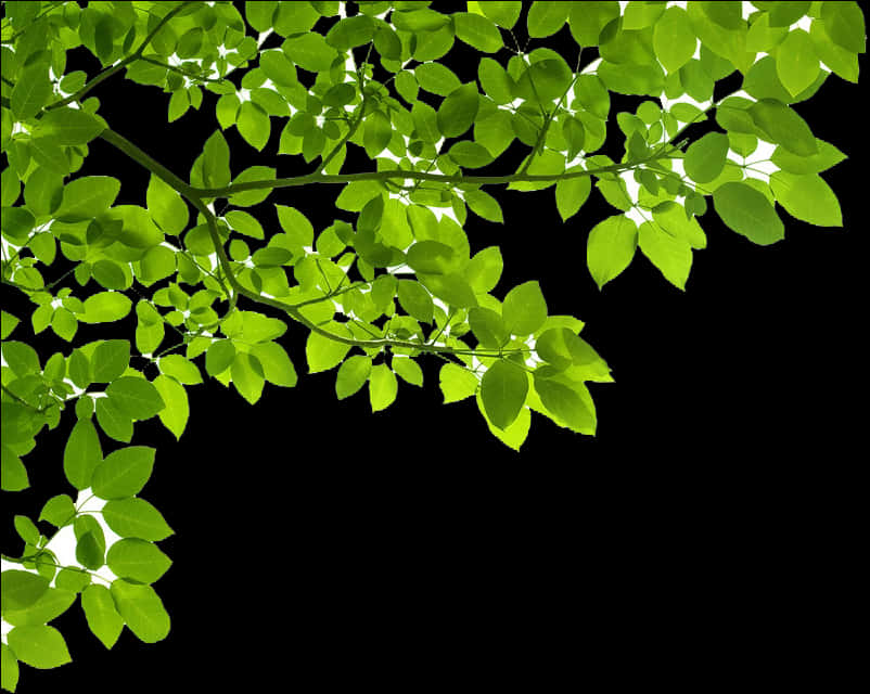 Green Leaves Black Background.jpg PNG image