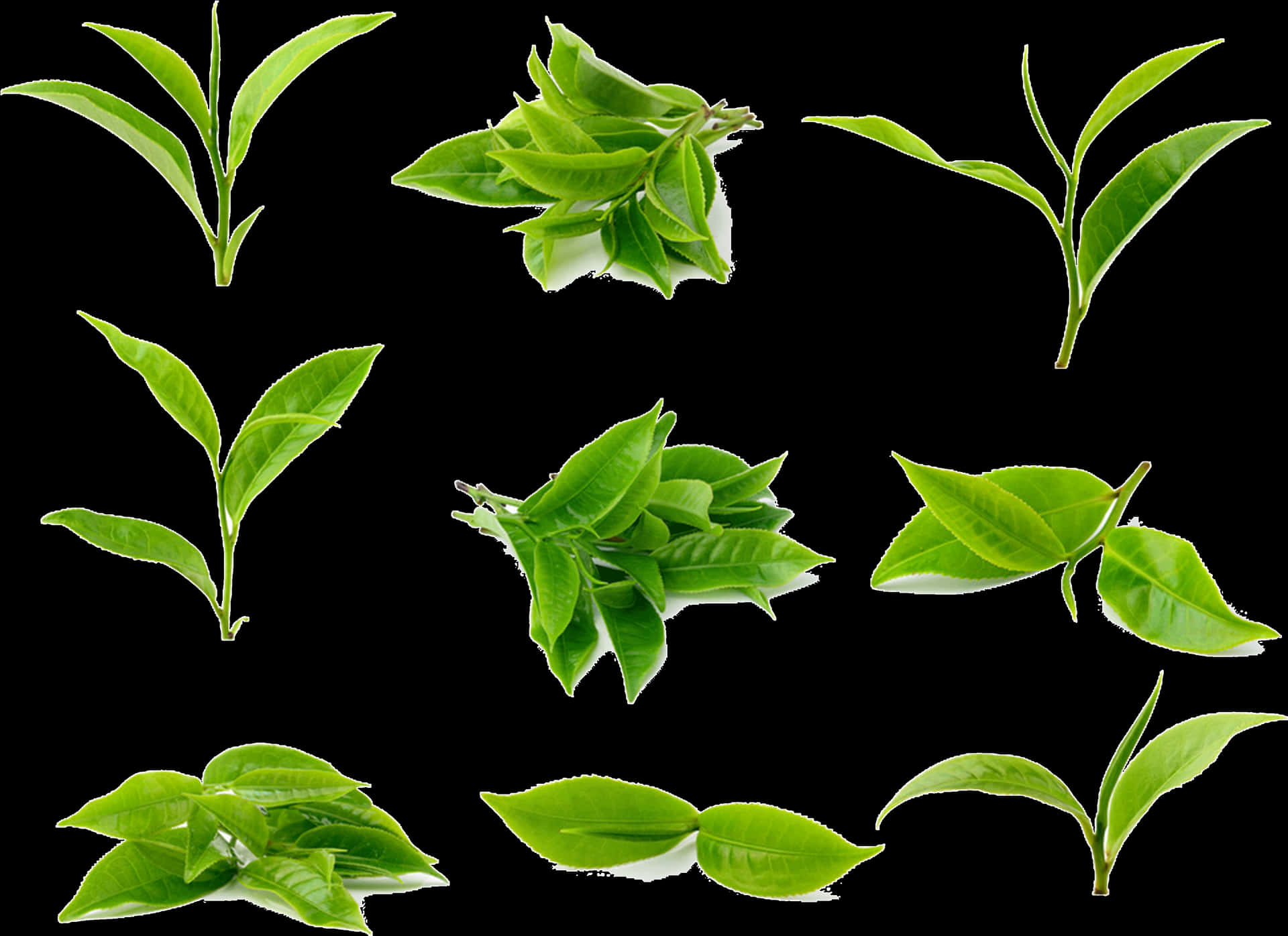 Green Leaves Collection Black Background PNG image