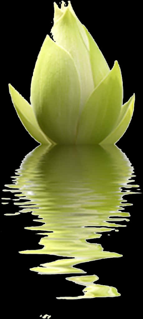 Green Lotus Reflection PNG image