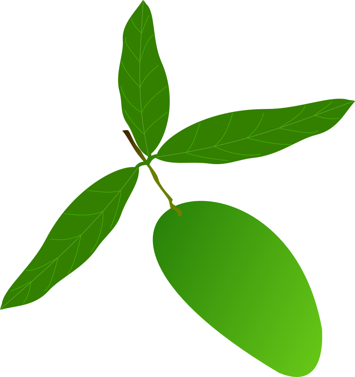Green Mango With Leaves Vector PNG image