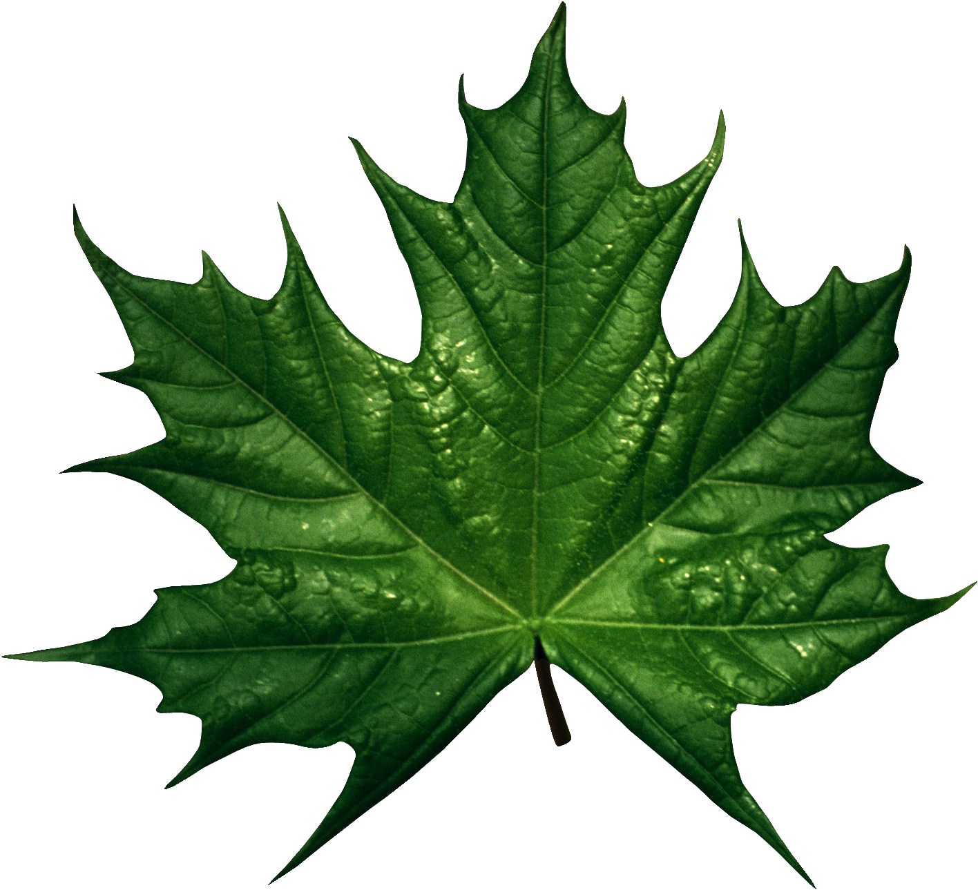 Green Maple Leaf Water Droplets.png PNG image