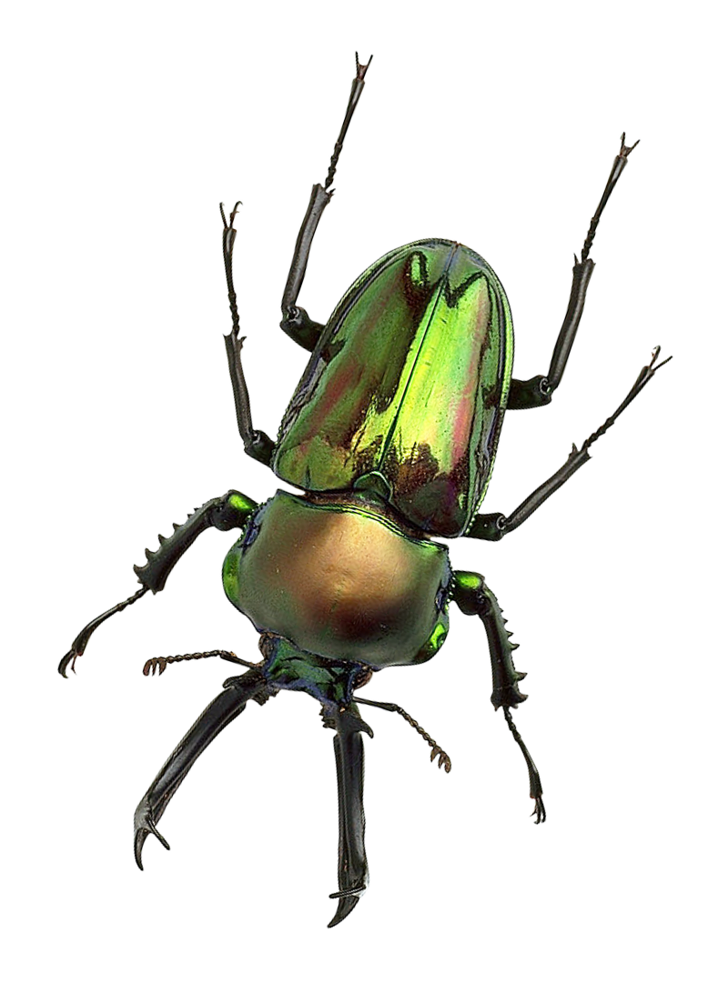 Green Metallic Beetle PNG image