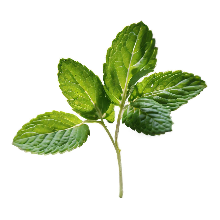 Green Mint Leaf Png 06212024 PNG image