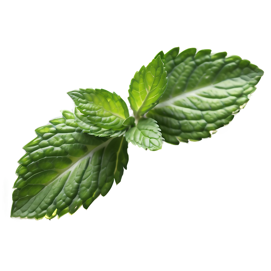 Green Mint Leaf Png Thd PNG image