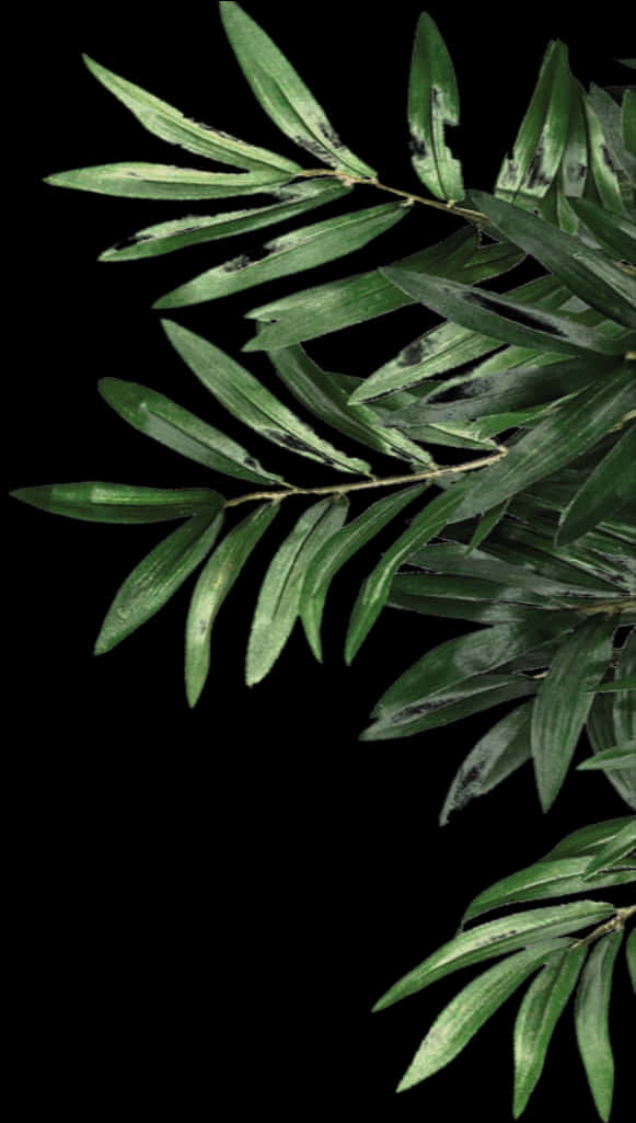 Green Olive Leaves Against Black Background.jpg PNG image