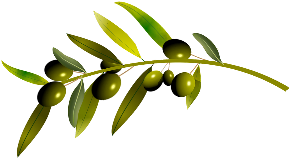 Green Olives Branch Illustration PNG image