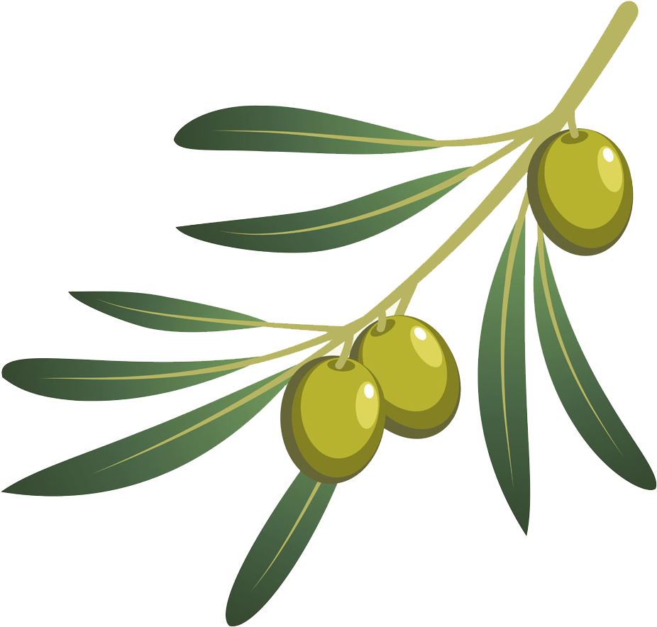 Green Oliveson Branch Vector PNG image