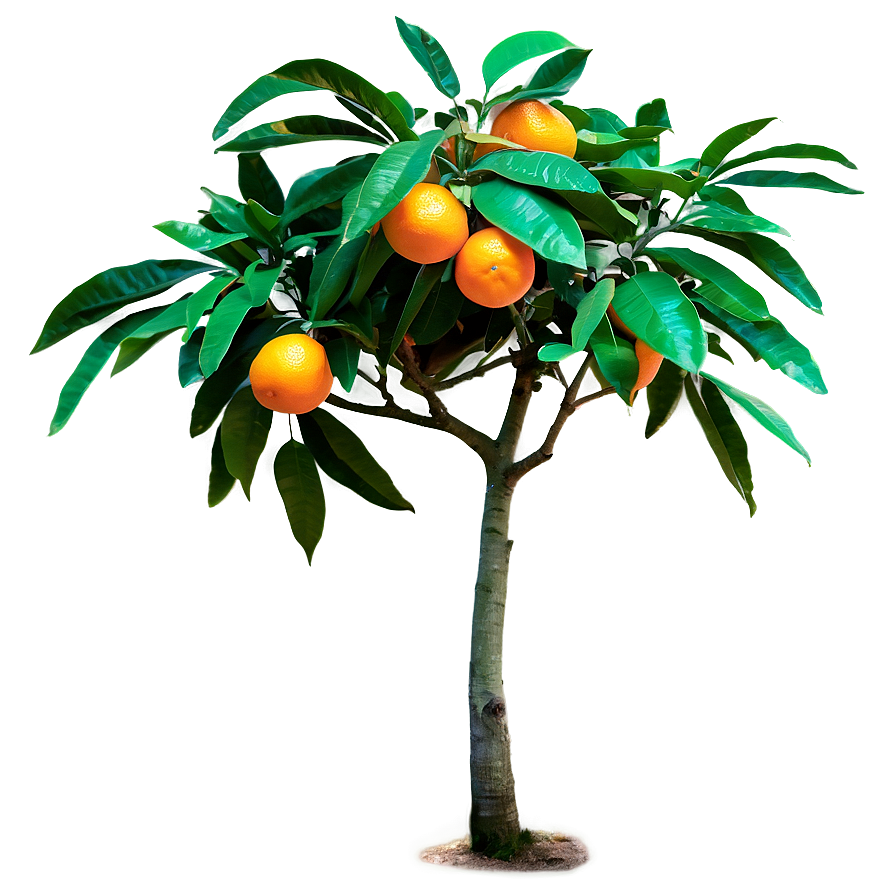 Green Orange Tree Png 5 PNG image