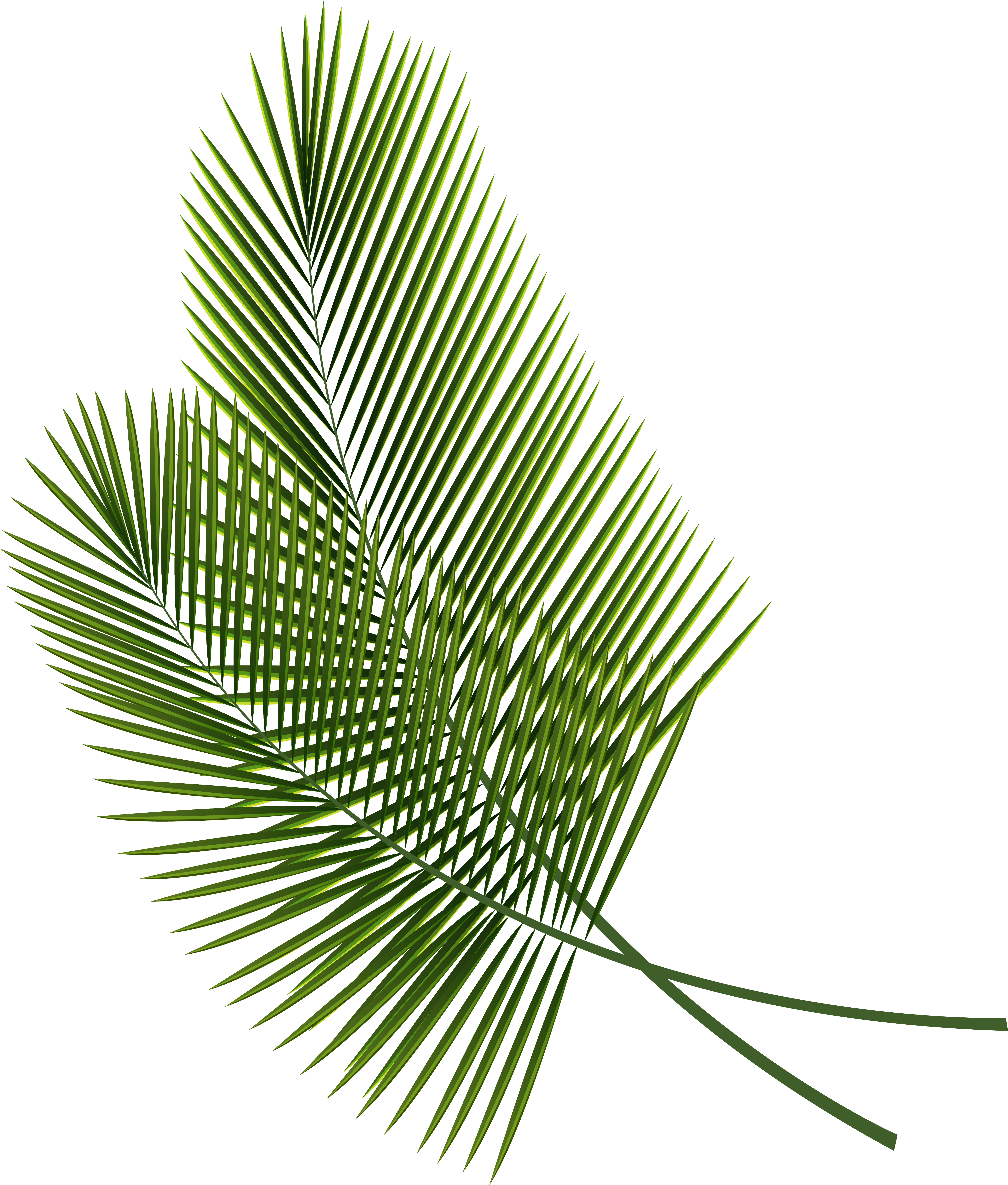 Green Palm Frond Isolated PNG image