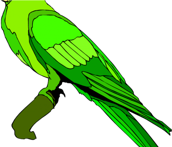 Green Parrot Illustration.png PNG image