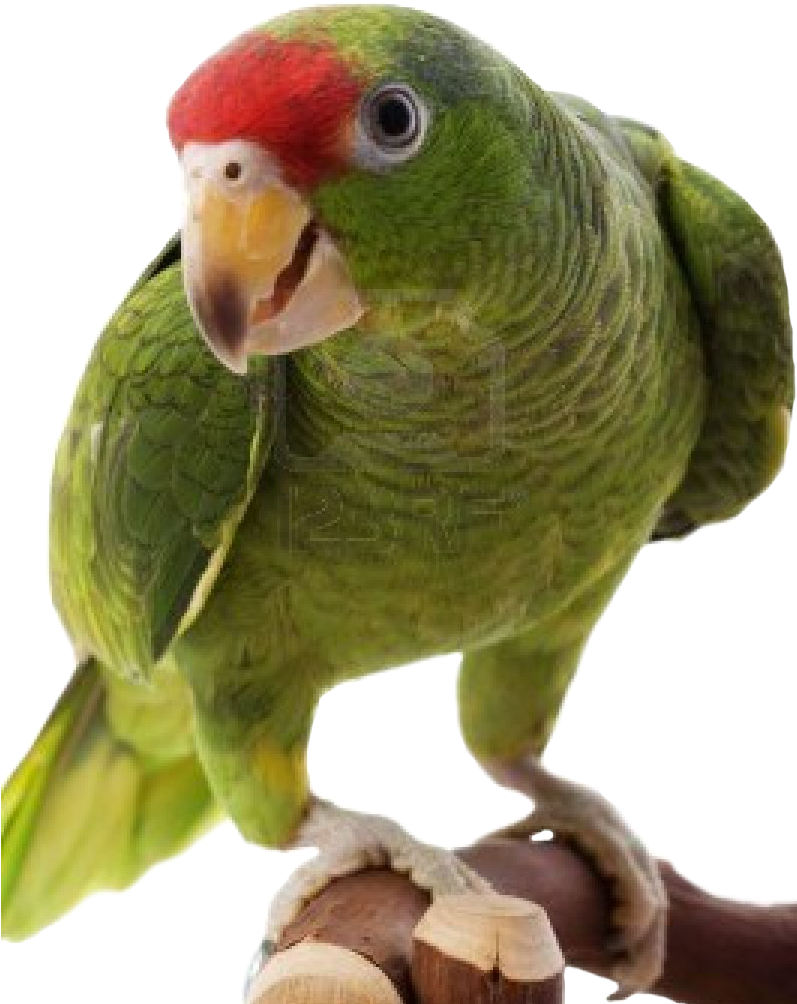 Green Parrot Perching PNG image