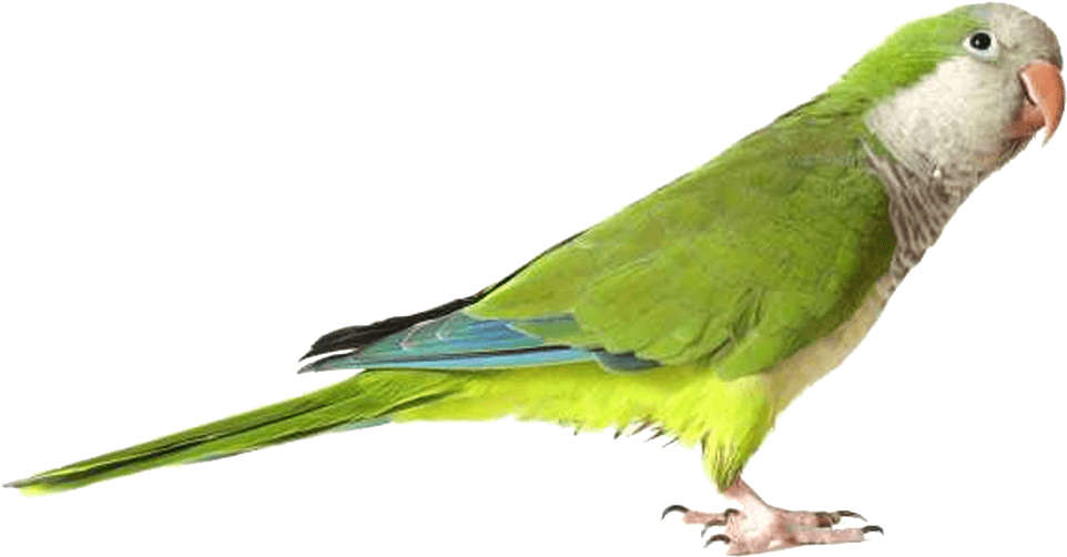 Green Parrot Profile PNG image