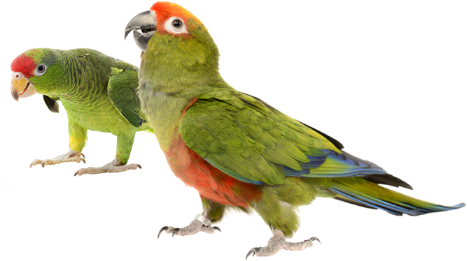 Green Parrotsin Profile PNG image