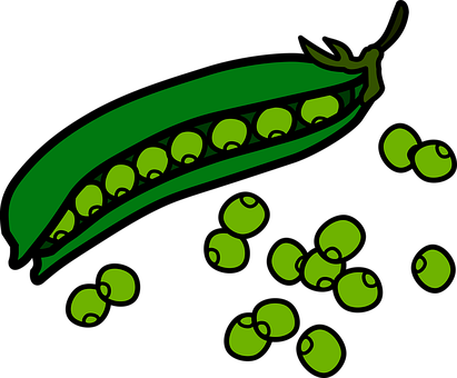 Green Peas Pod Illustration PNG image
