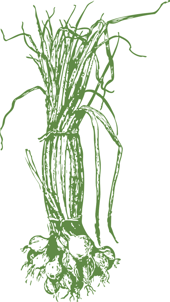 Green Plant Roots Outlineon Blue Background PNG image