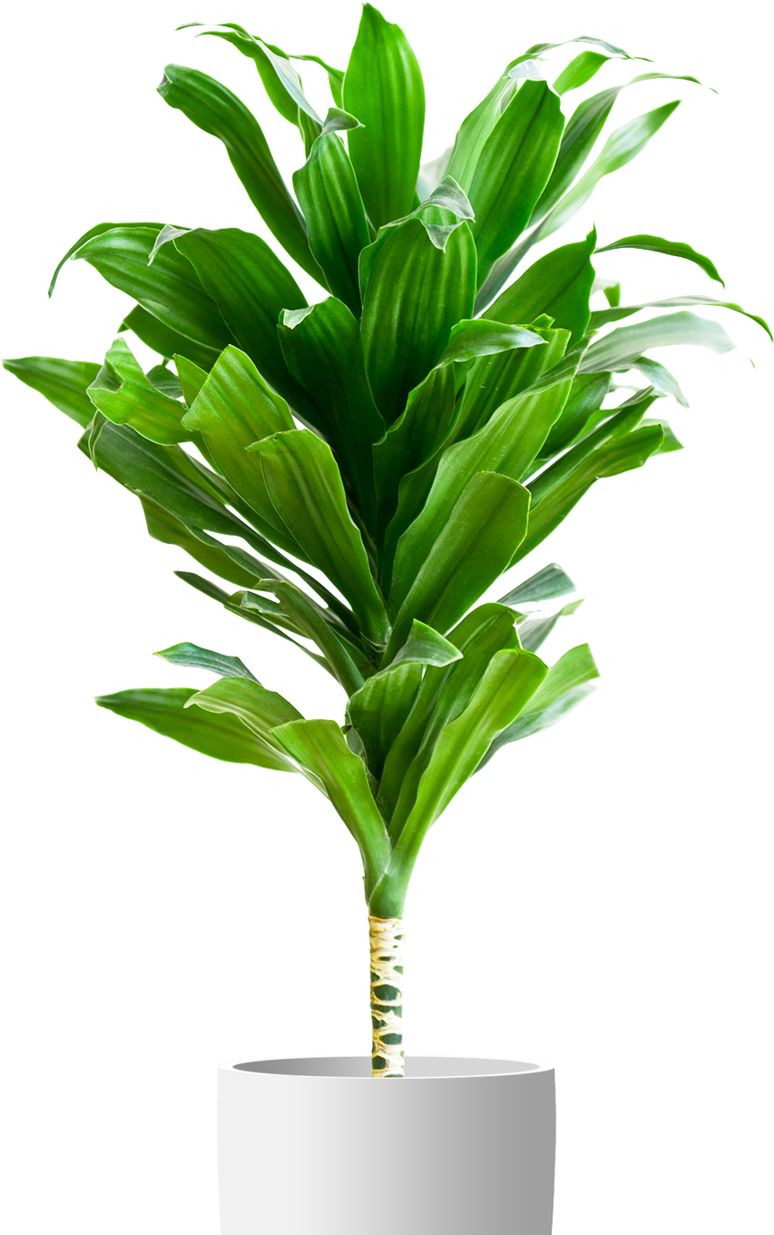 Green Plantin White Planter PNG image