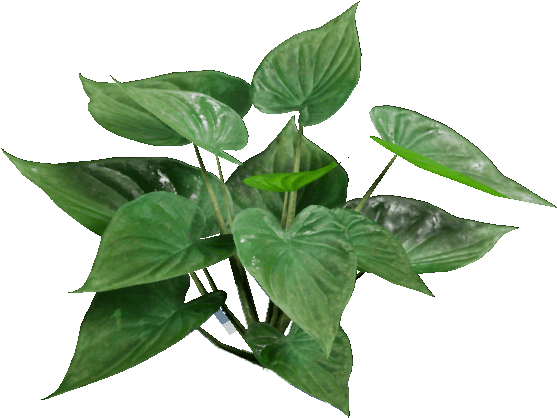 Green Pothos Plant Transparent Background PNG image