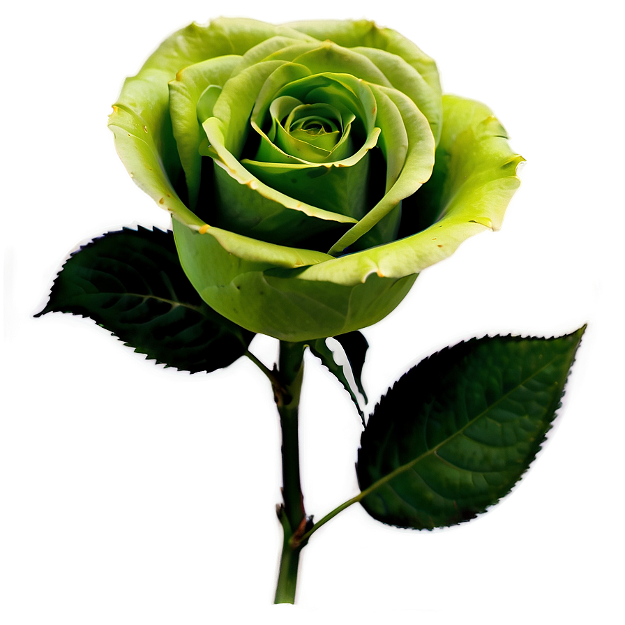 Green Roses Nature Png Eyd98 PNG image