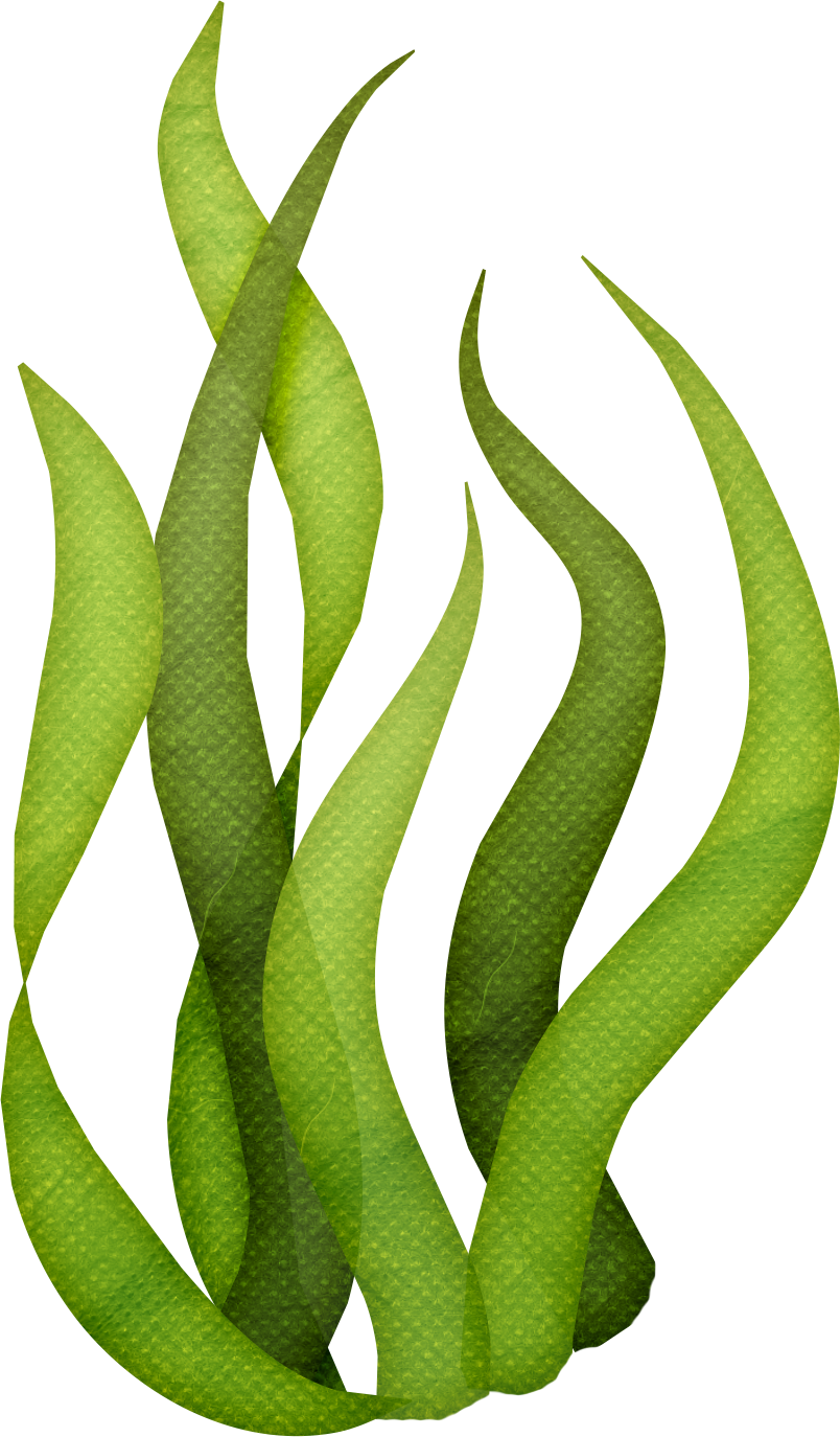 Green Seaweed Illustration PNG image