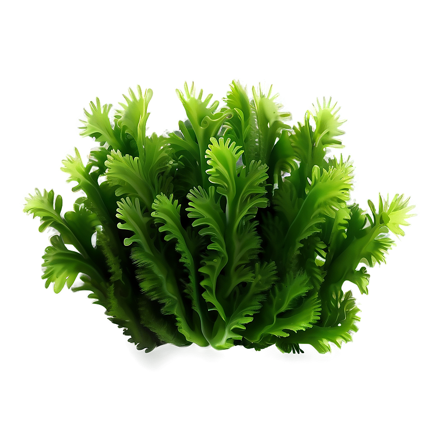 Green Seaweed Illustration Png 96 PNG image