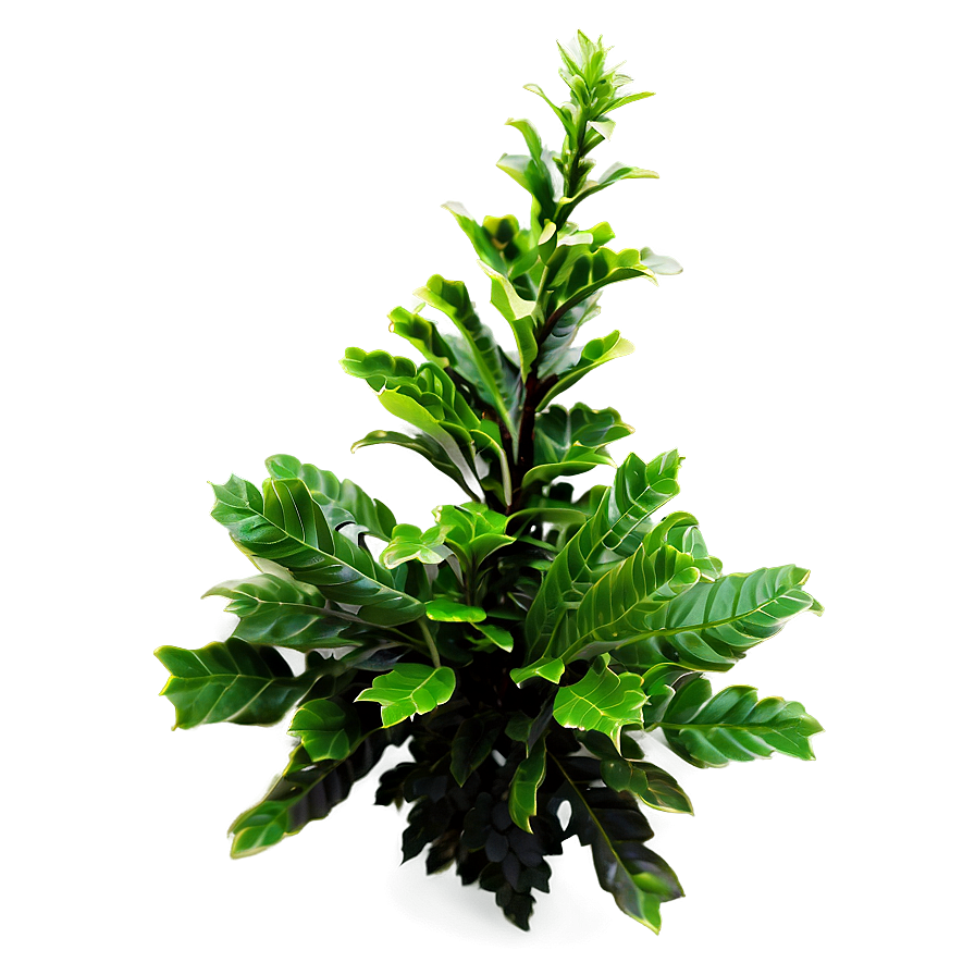 Green Shrub Png Ltn16 PNG image