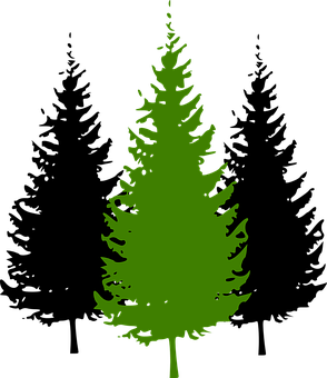 Green Silhouette Evergreen Tree PNG image