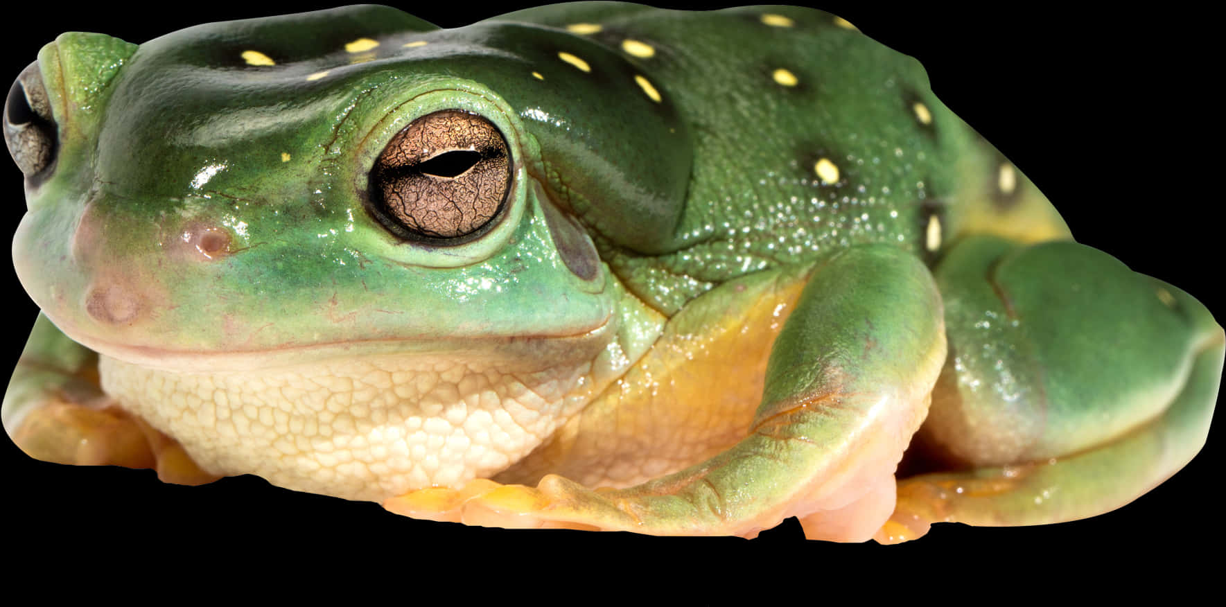 Green Spotted Frog Closeup.jpg PNG image