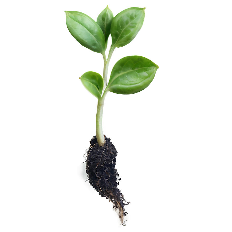 Green Sprout Png 06132024 PNG image