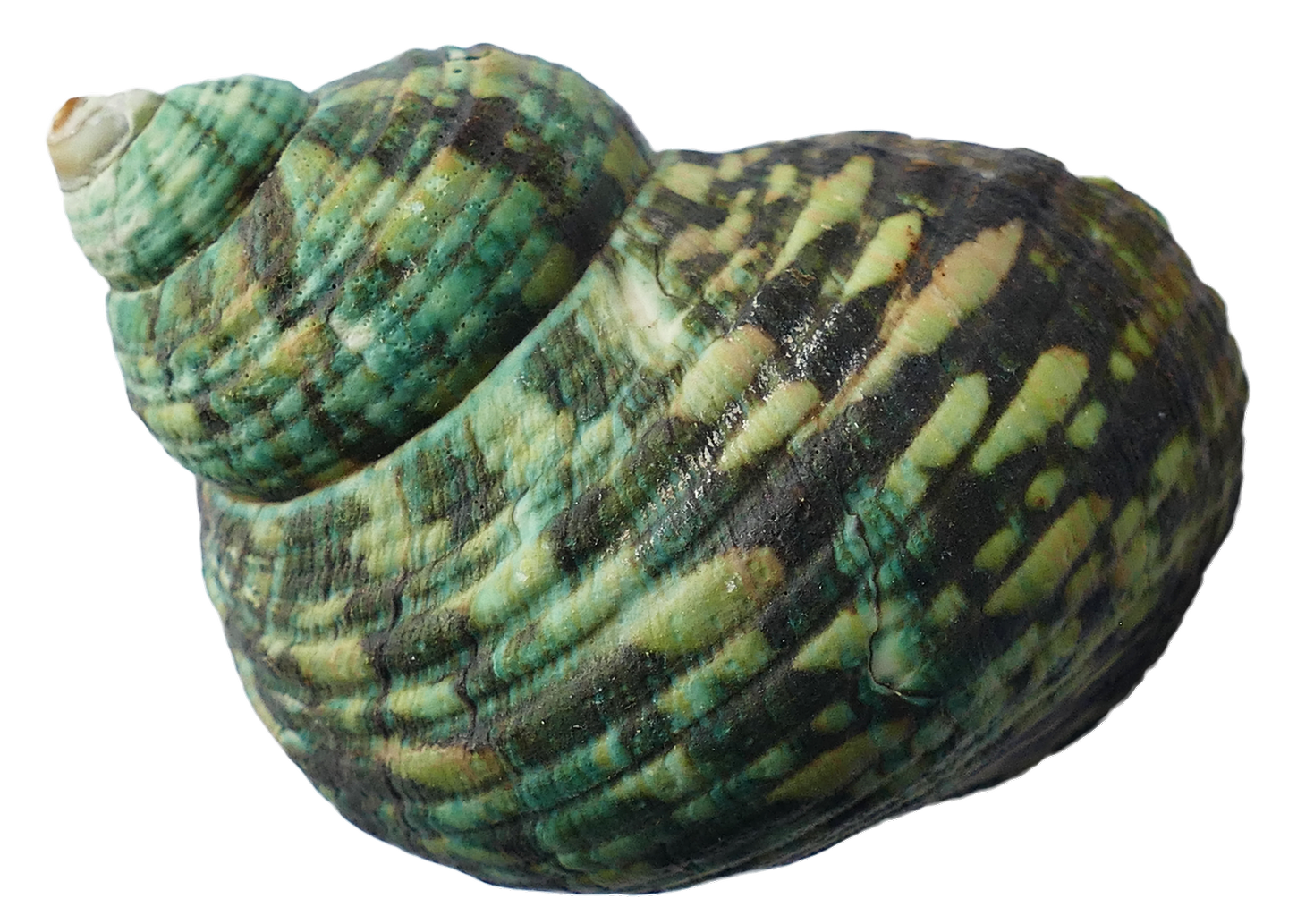 Green Striped Marine Seashell.png PNG image