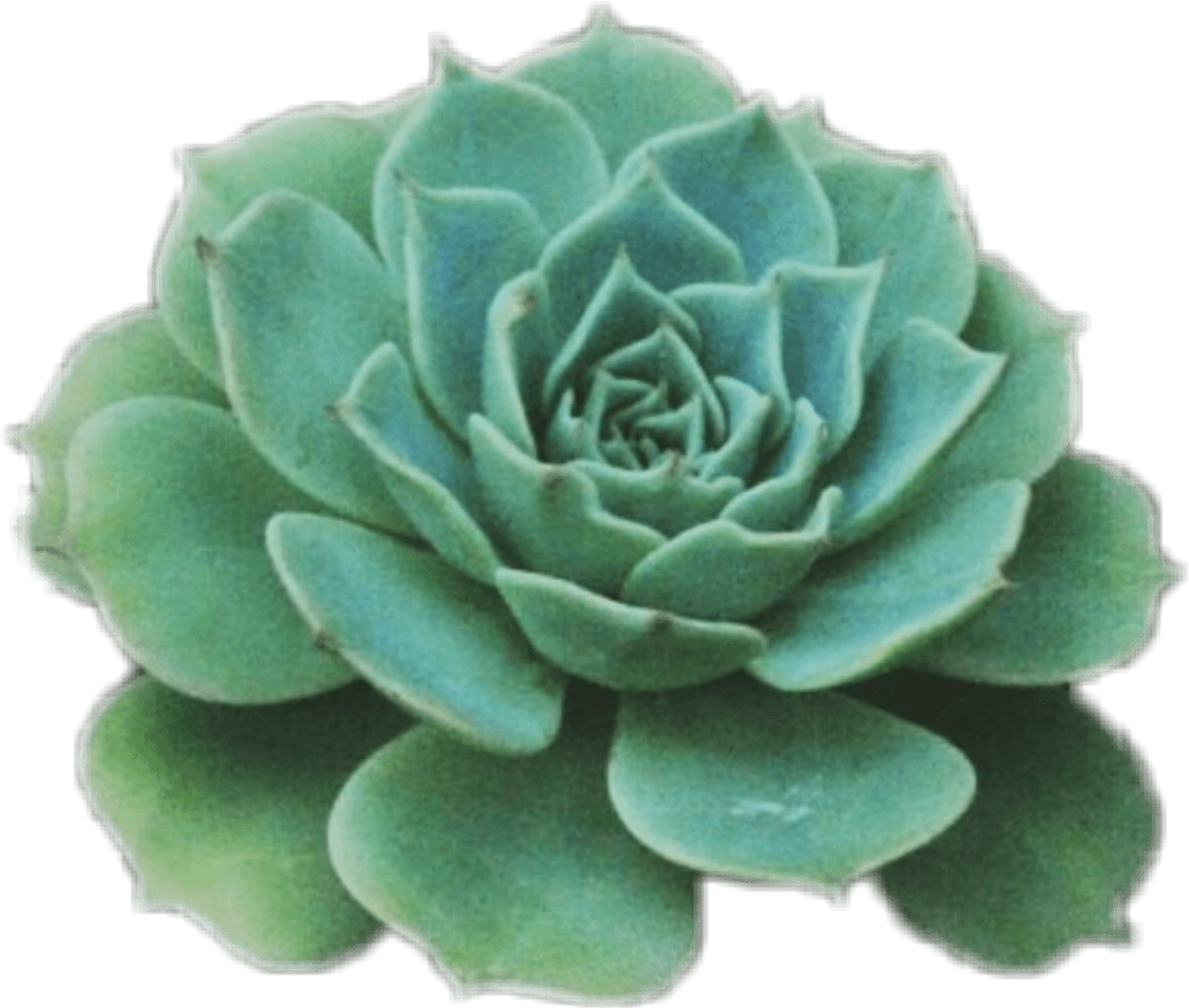 Green Succulent Plant PNG image