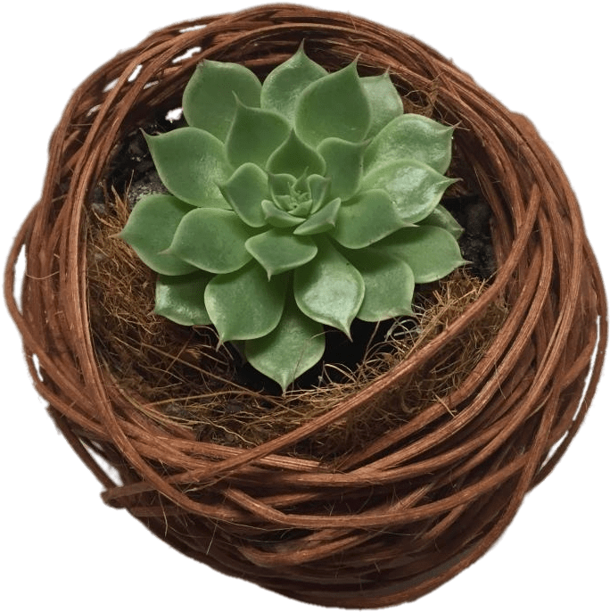 Green Succulentin Twined Planter PNG image