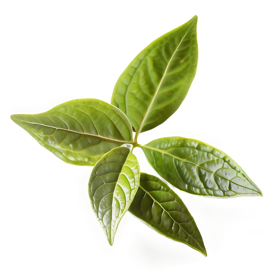 Green Tea Leaf Png Cmb30 PNG image