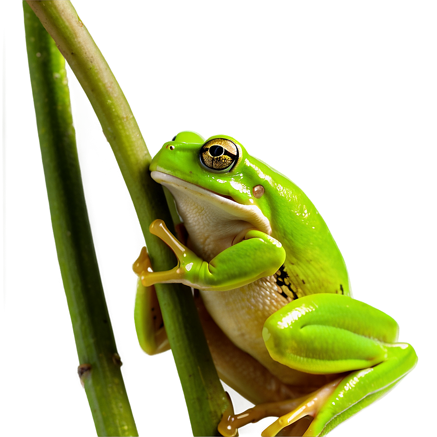 Green Tree Frog Png 43 PNG image