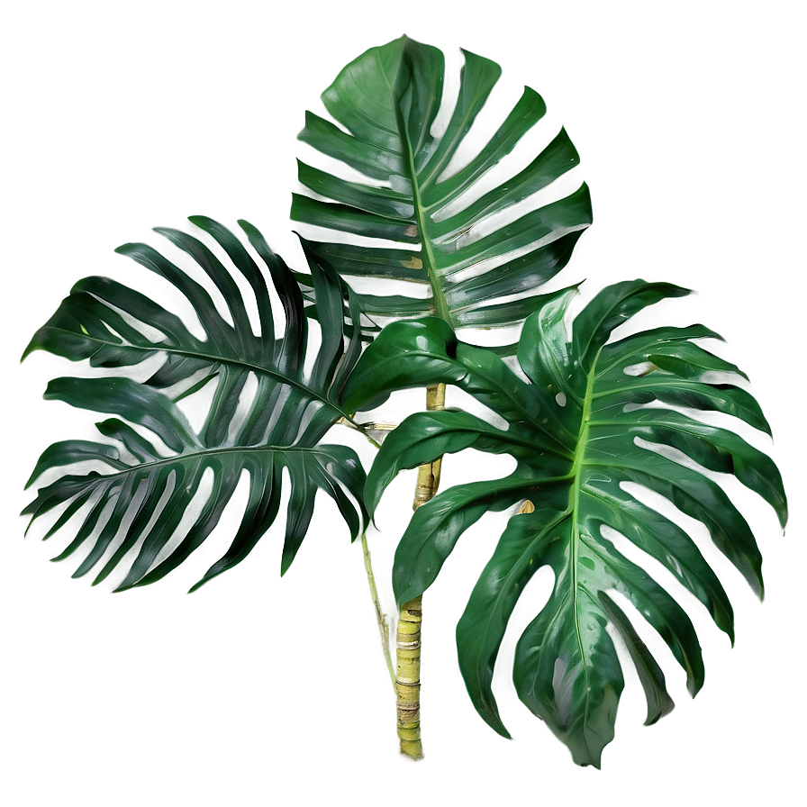 Green Tropical Palm Leaves Png 05062024 PNG image