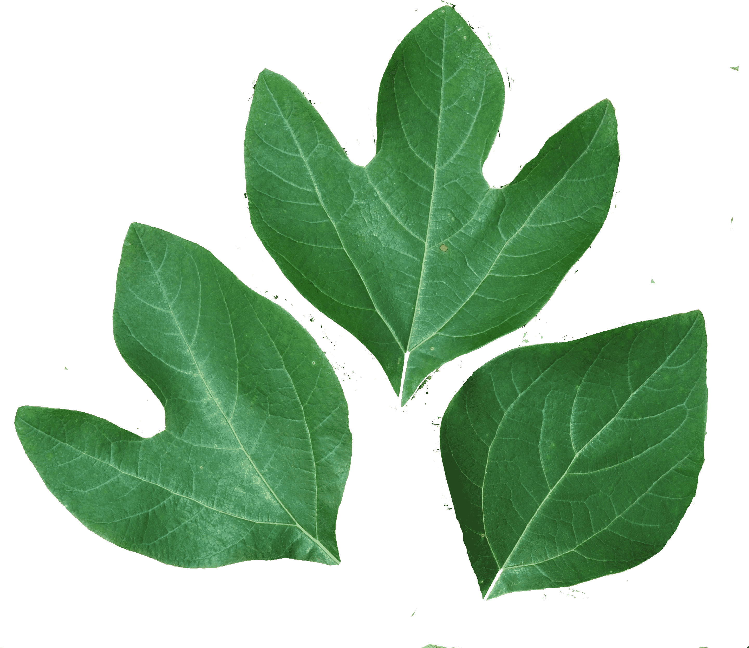 Green Tulip Tree Leaves PNG image