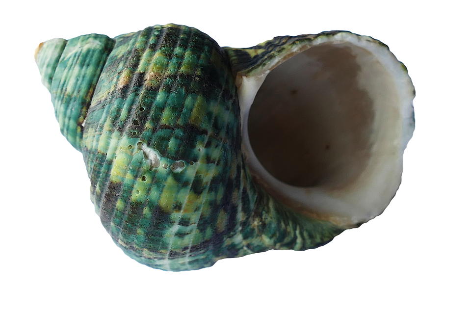 Green Turquoise Seashell PNG image