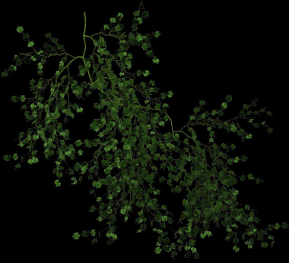 Green Vine Black Background PNG image