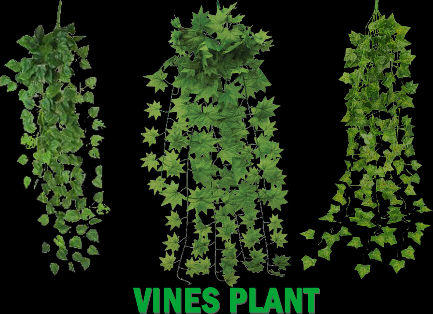 Green Vine Varieties PNG image