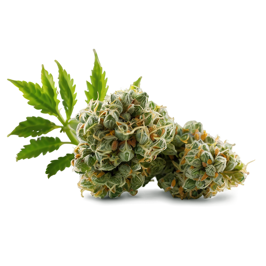 Green Weed Strain Png 11 PNG image