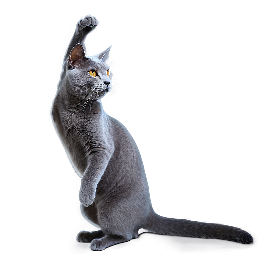 Grey Cat Doing Tricks Png 06252024 PNG image