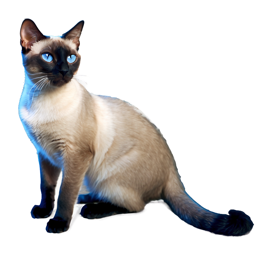 Grey Siamese Cat Png 06252024 PNG image