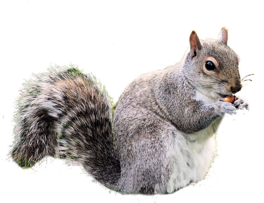 Grey Squirrel Eating Nut PNG image