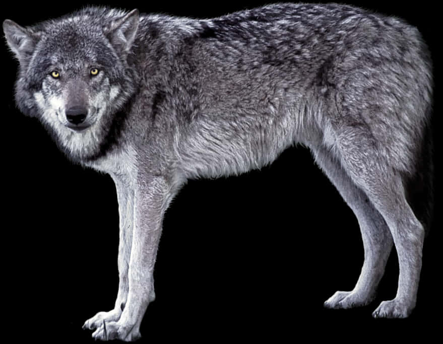 Grey Wolf Standing Black Background.jpg PNG image