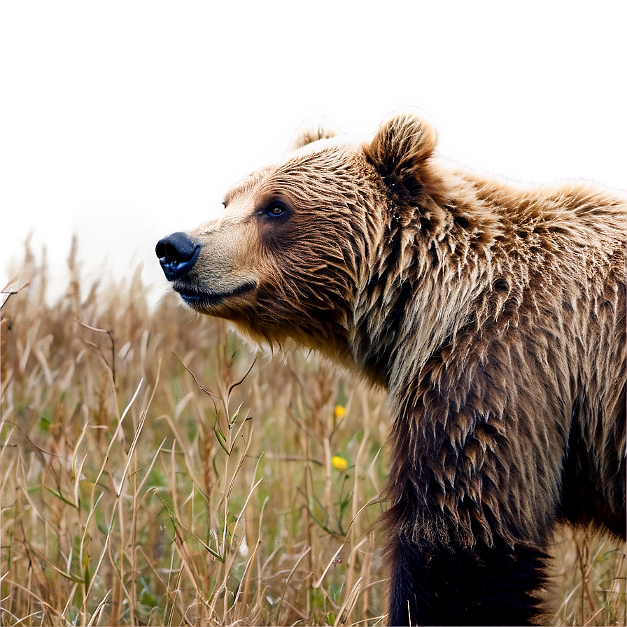 Grizzly Bear Image Png 05032024 PNG image